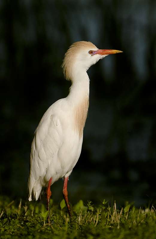 Cattle Egret