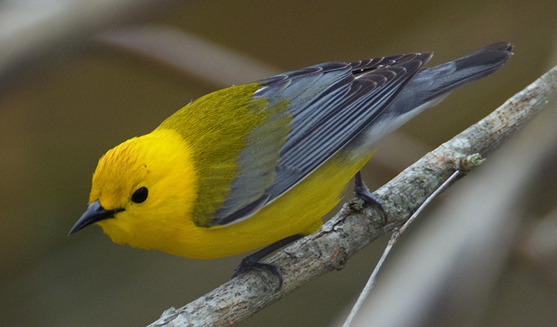 Prothonotary Warbler