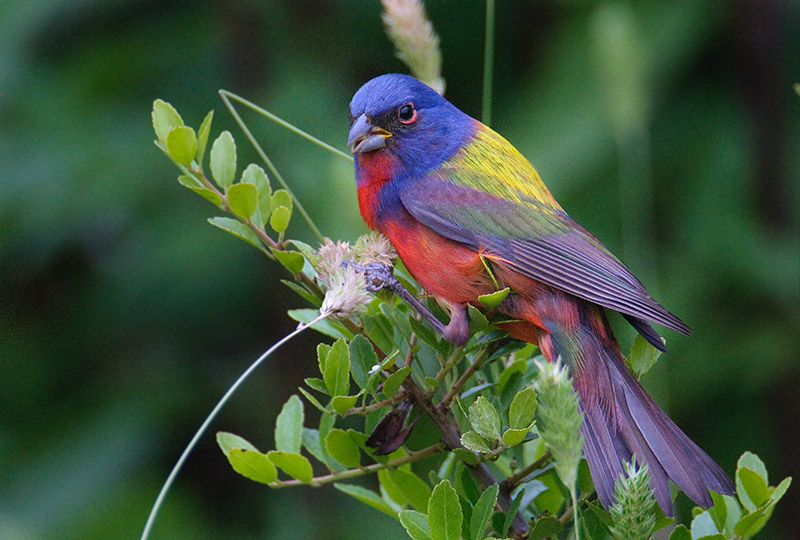 Painted Bunting