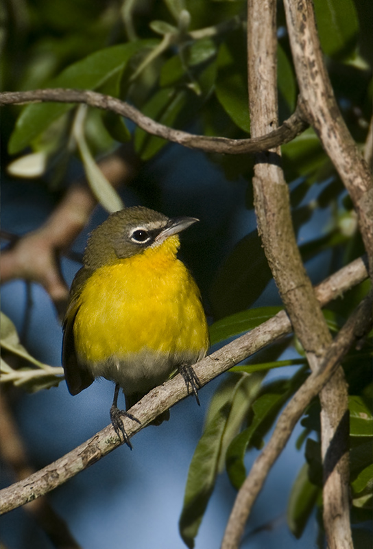 Yellow Breasted Chat