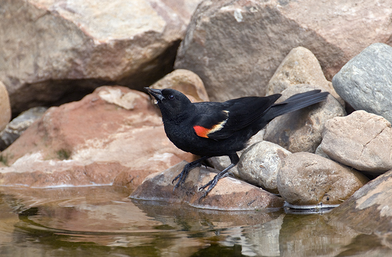 Red-winged Blackbird
