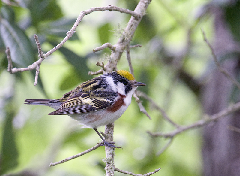 Chestnut-sided Warbler