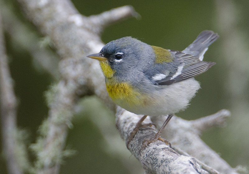 Northern Parula