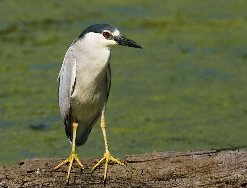 Black -crowned  Night Heron