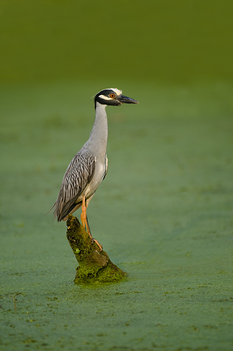 Yellow-crowned Night Heron