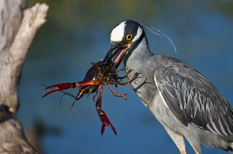 Yellow-crowned Night Heron