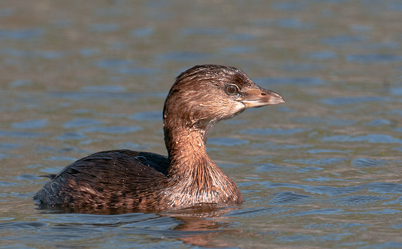 Pied-billed Grebe