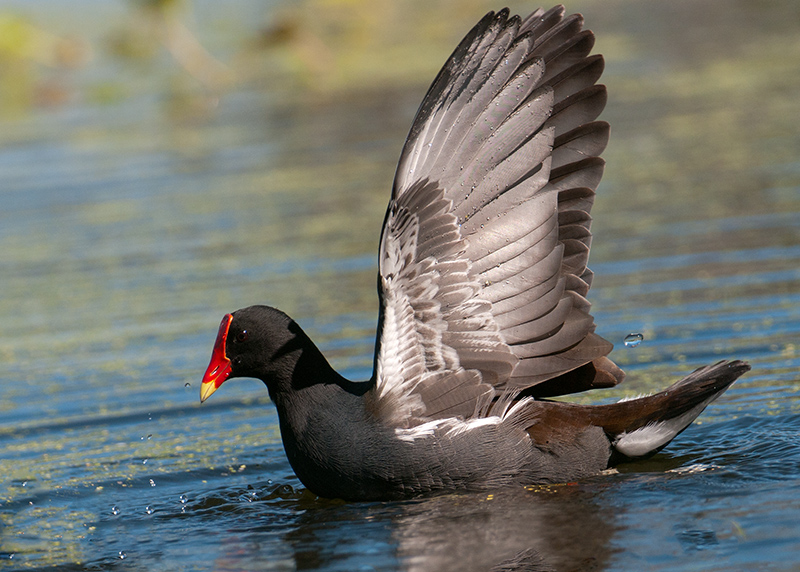 Common Moorhens Mating