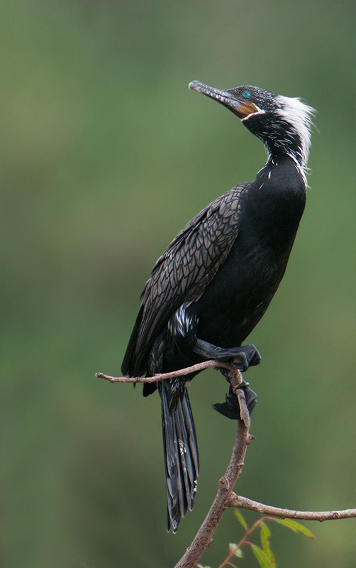 Neotropic Cormorant