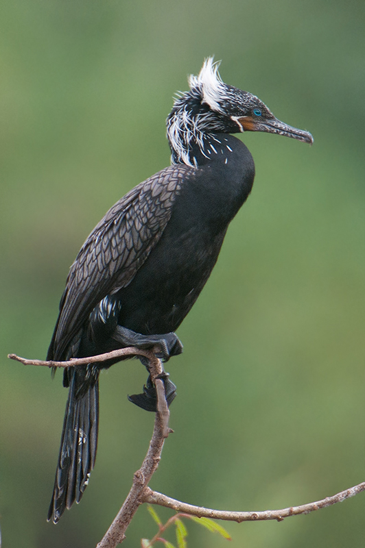 Neo-tropic Cormorant