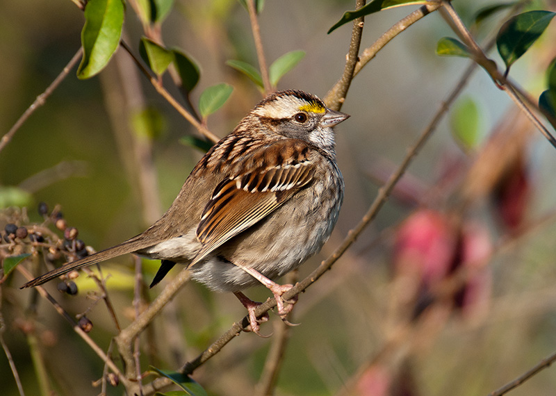 White-throated Sparrows