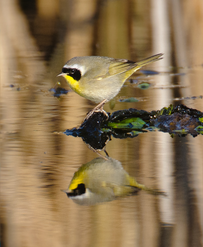 Common Yellowthroat