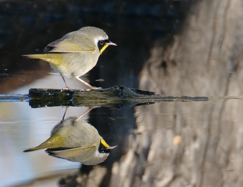 Common Yellowthroat