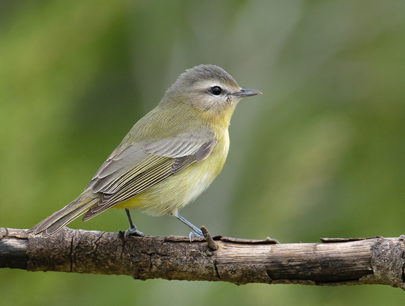 Philadelphia Vireo