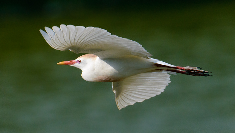 Cattle Egret