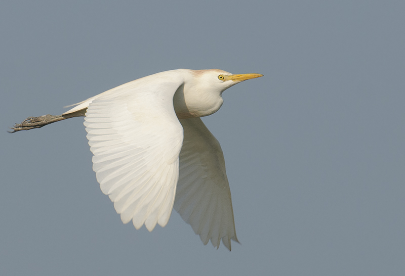 Cattle Egret