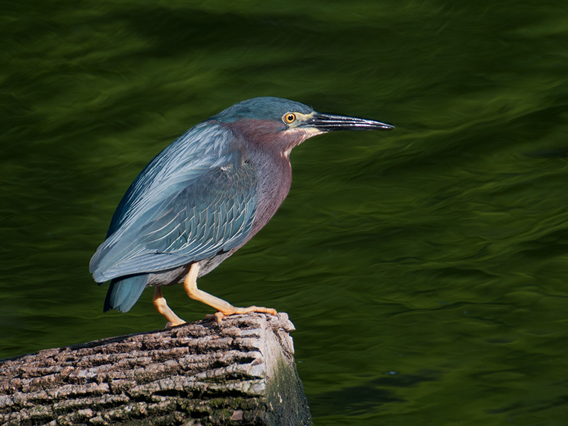 Green Heron