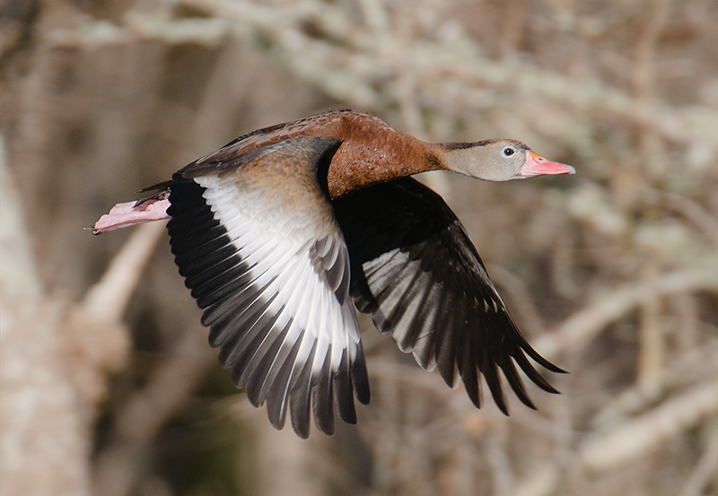 Black-bellied Whistling Duck