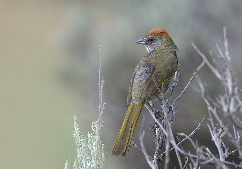 Green-tailed Towhees