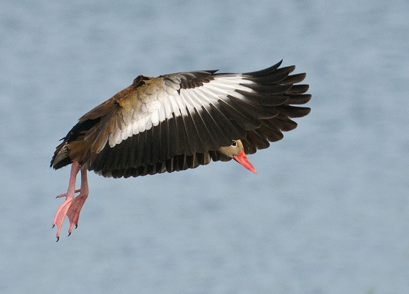 Black-bellied Whistling Duck