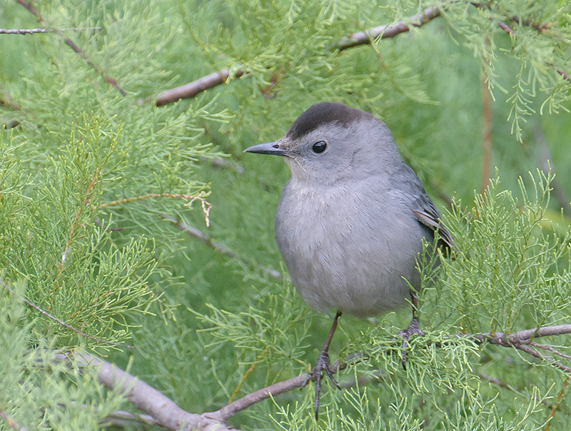 Gray Catbird