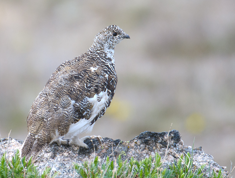 White-tailed Ptarmigan