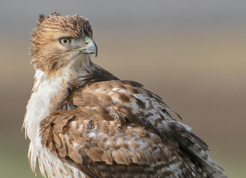 Red -tailed Hawk