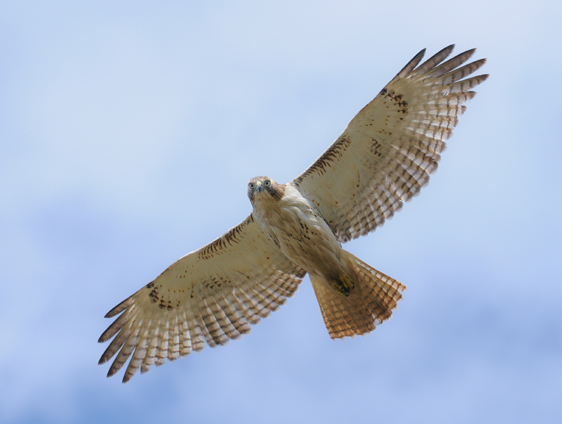 Red -tailed Hawk