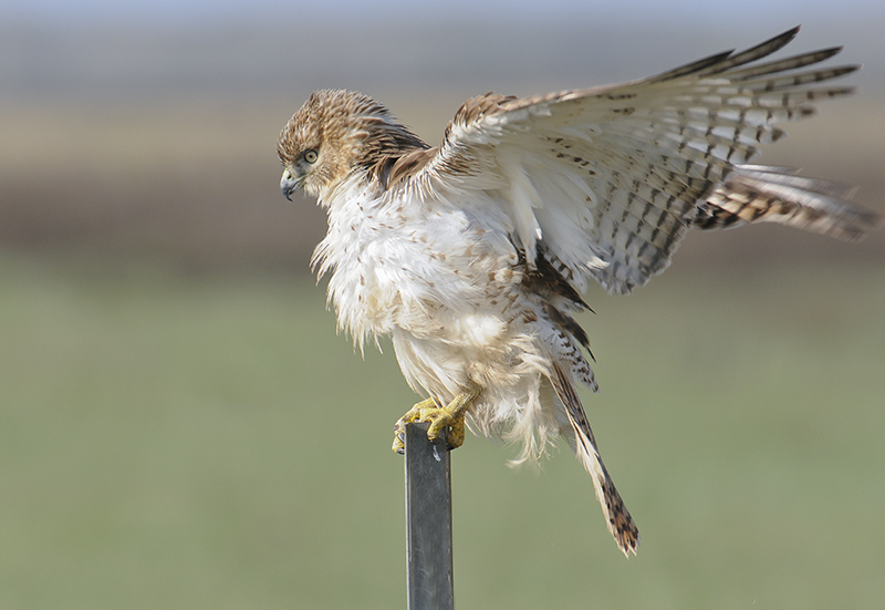 Red -tailed Hawk