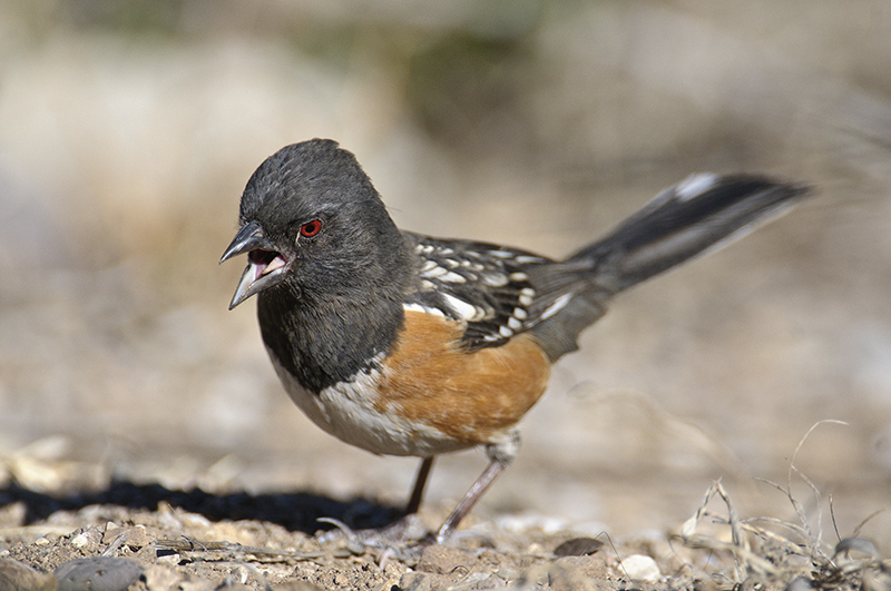 Spotted Towhee