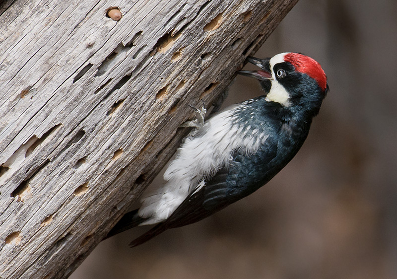 Acorn Woodpecker