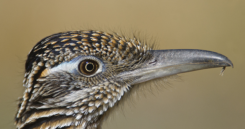 Roadrunner Portrait