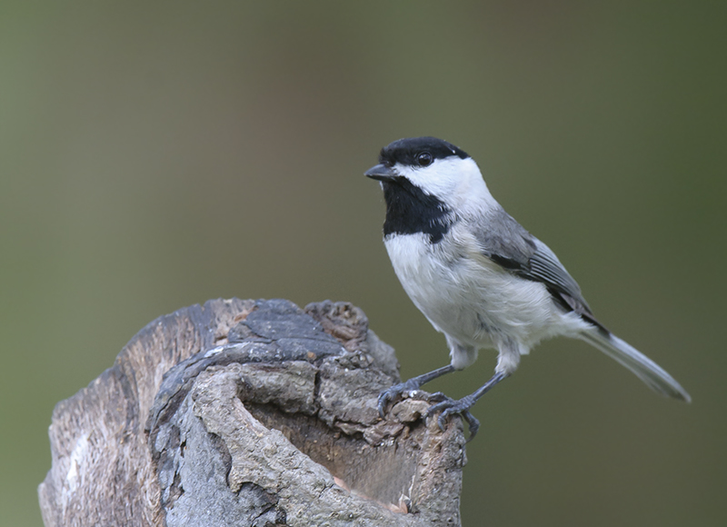 Carolina Chickadee