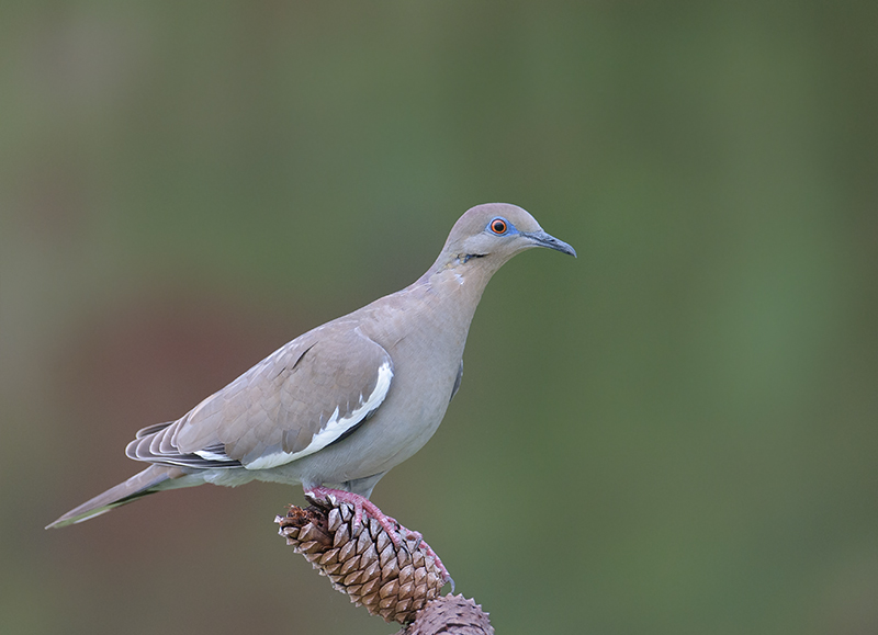 White-winged Dove