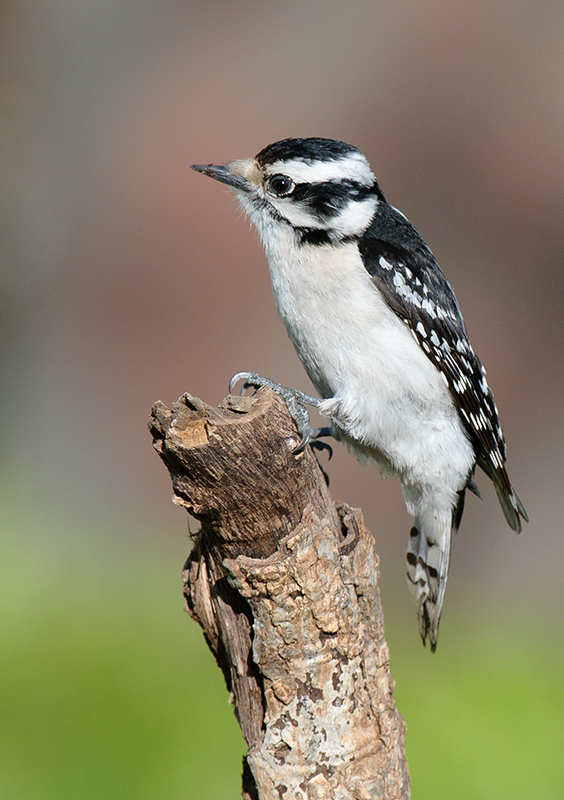 Downy Woodpecker
