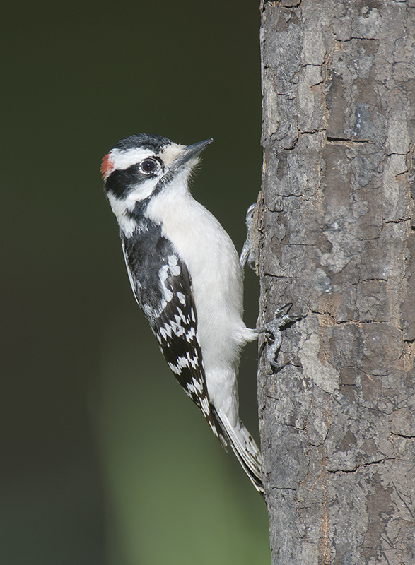 Downy Woodpecker