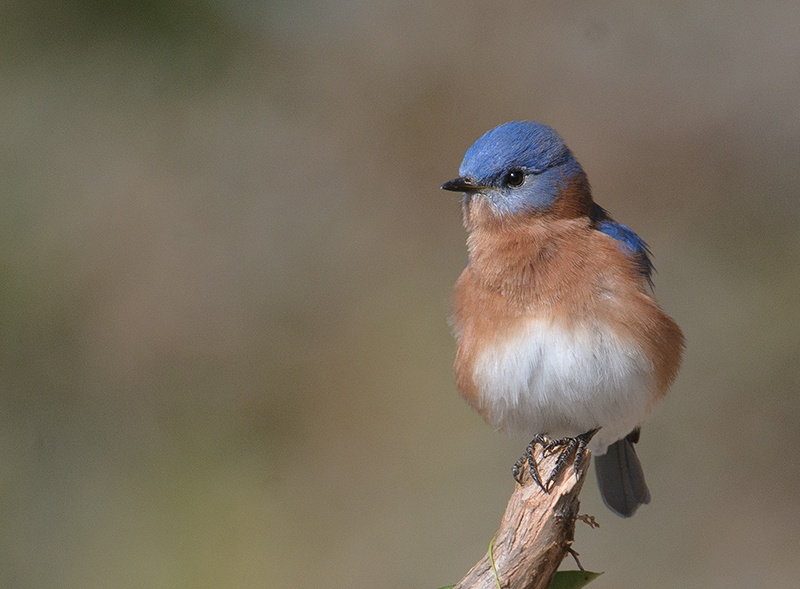 Eastern Bluebird