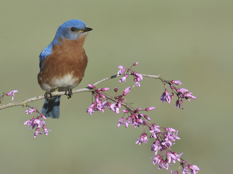 Eastern Bluebird