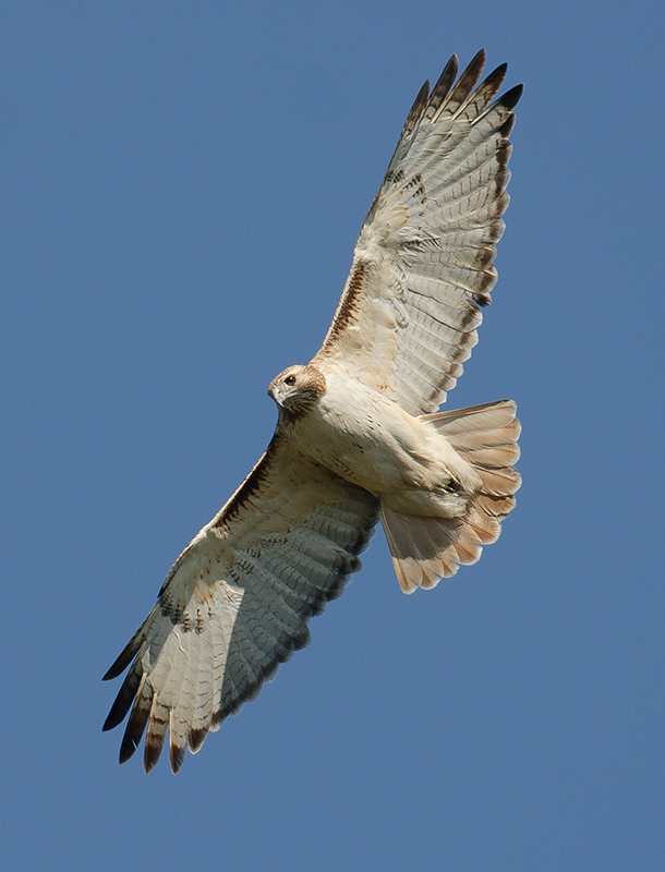 Red-tailed Hawk