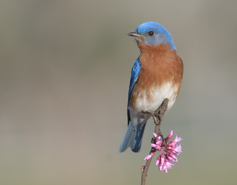 Eastern Bluebird