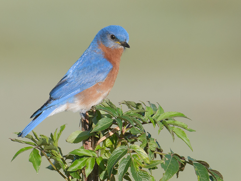 Eastern Bluebird