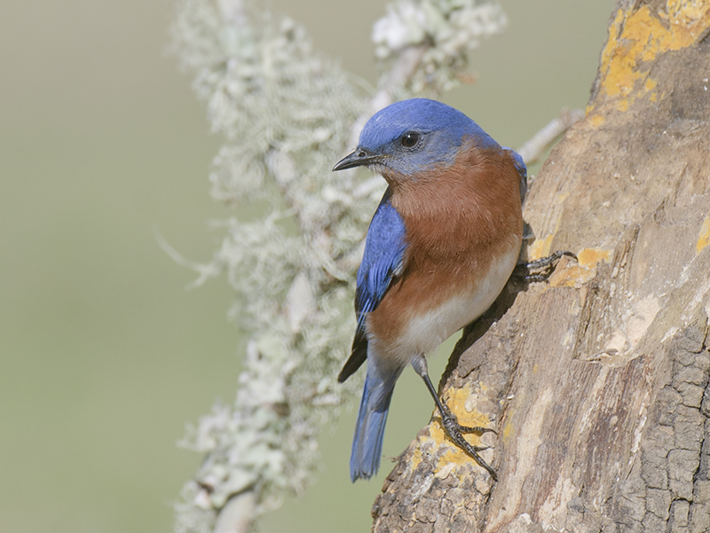 Eastern Bluebird