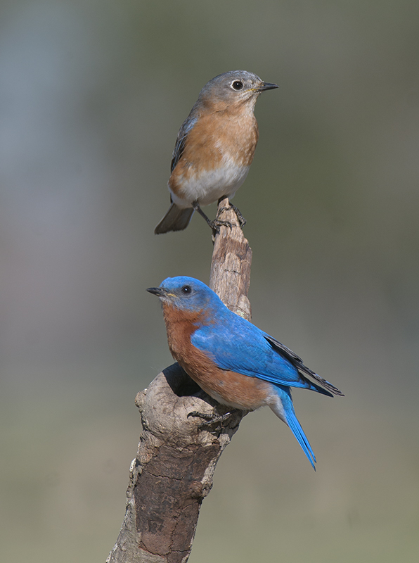 Ma & Pa Eastern Bluebirds