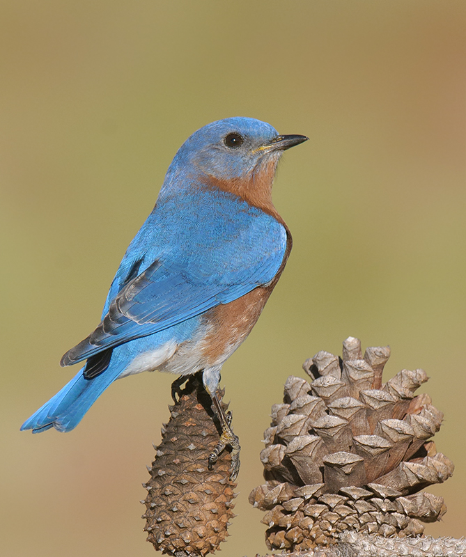 Eastern Bluebird