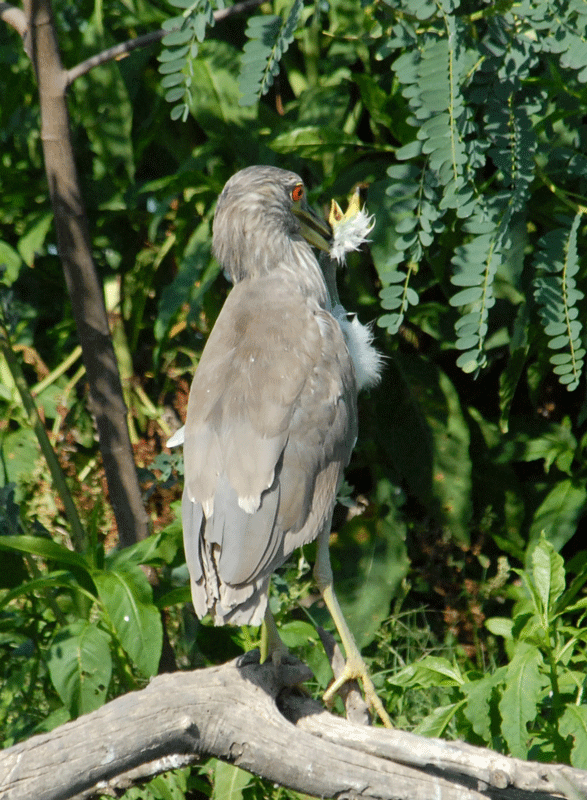 Black-crowned  Night Heron