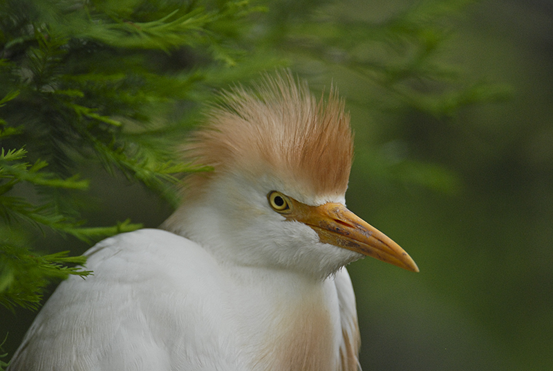 Cattle Egret