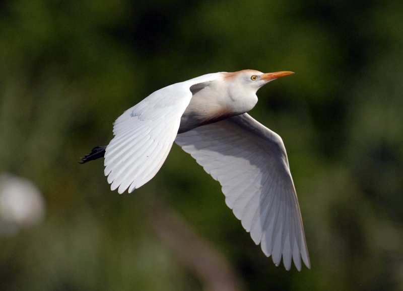 Cattle Egret