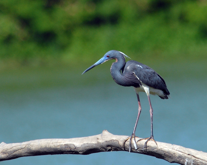 Tri colored  Heron