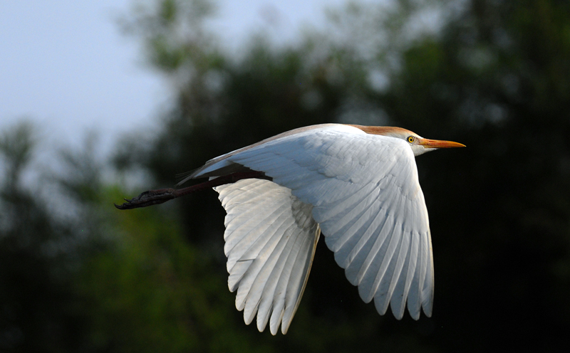 Cattle Egret