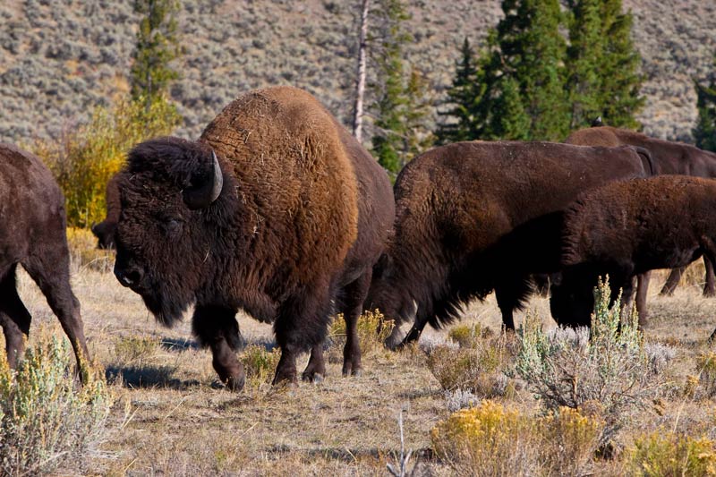 a big bull bison leading the herd